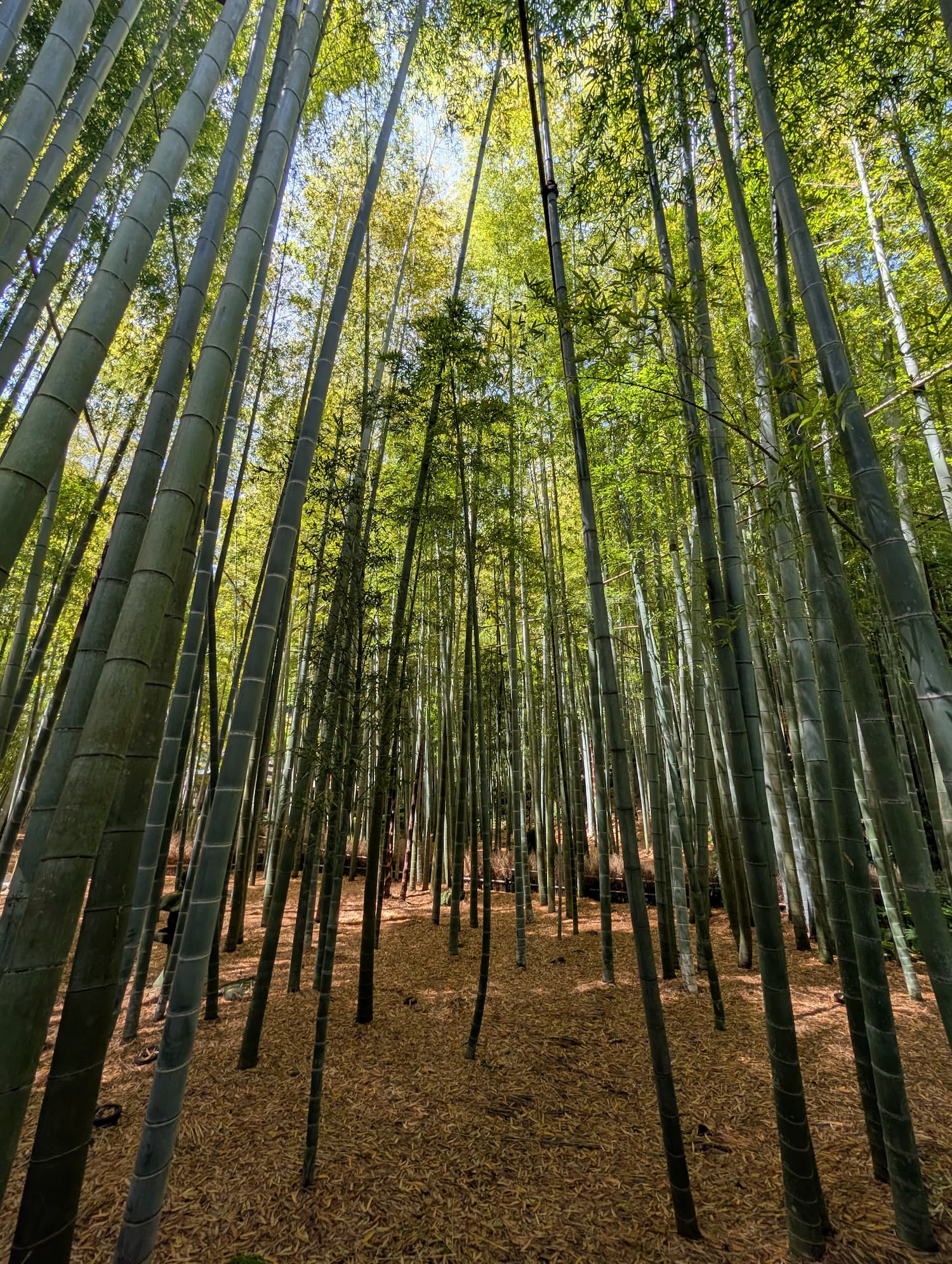 Graceful bamboo stalks rising high into the sky, swaying gently in the breeze