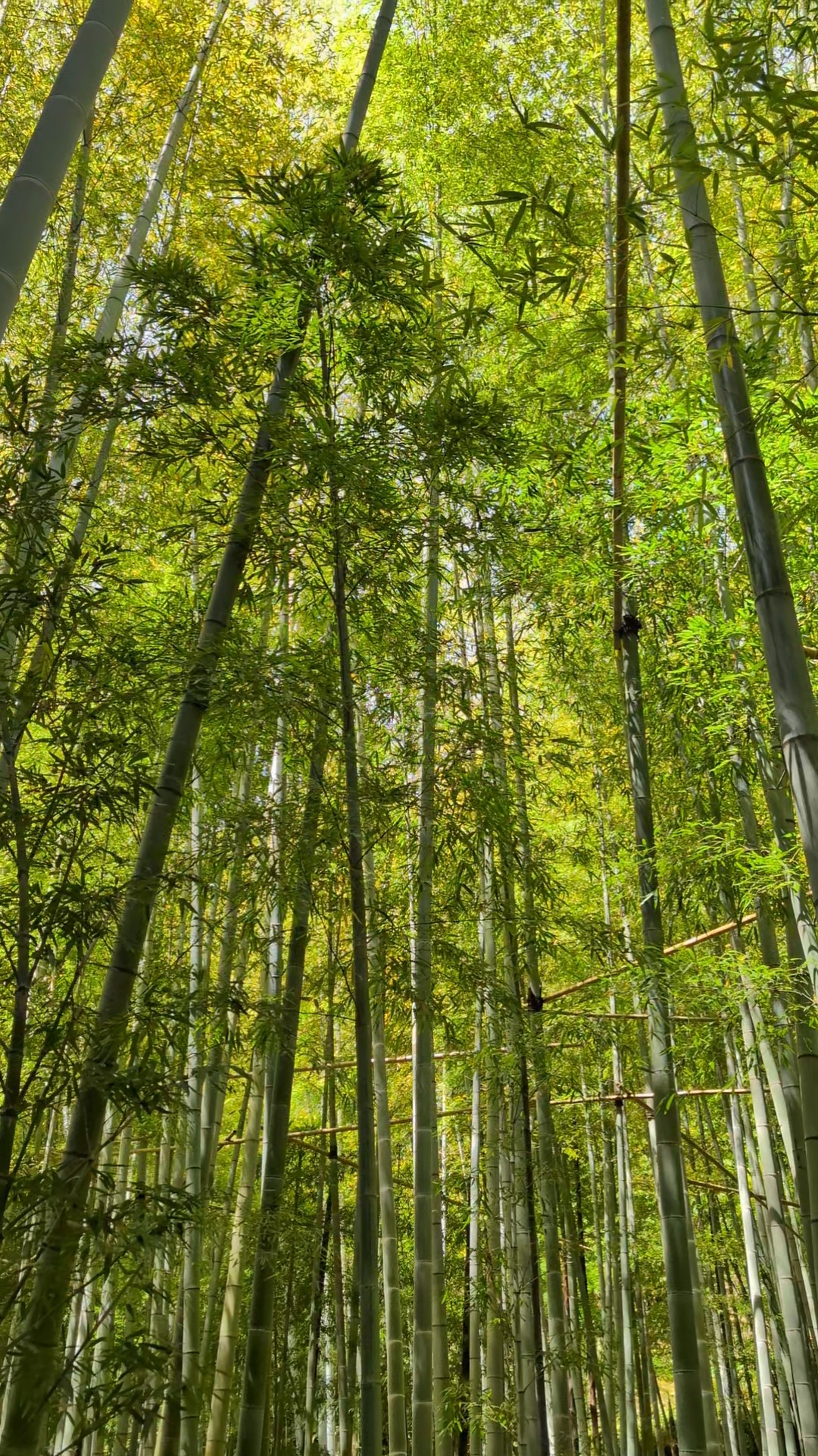Towering bamboo trees stretching skyward, full of energy and height