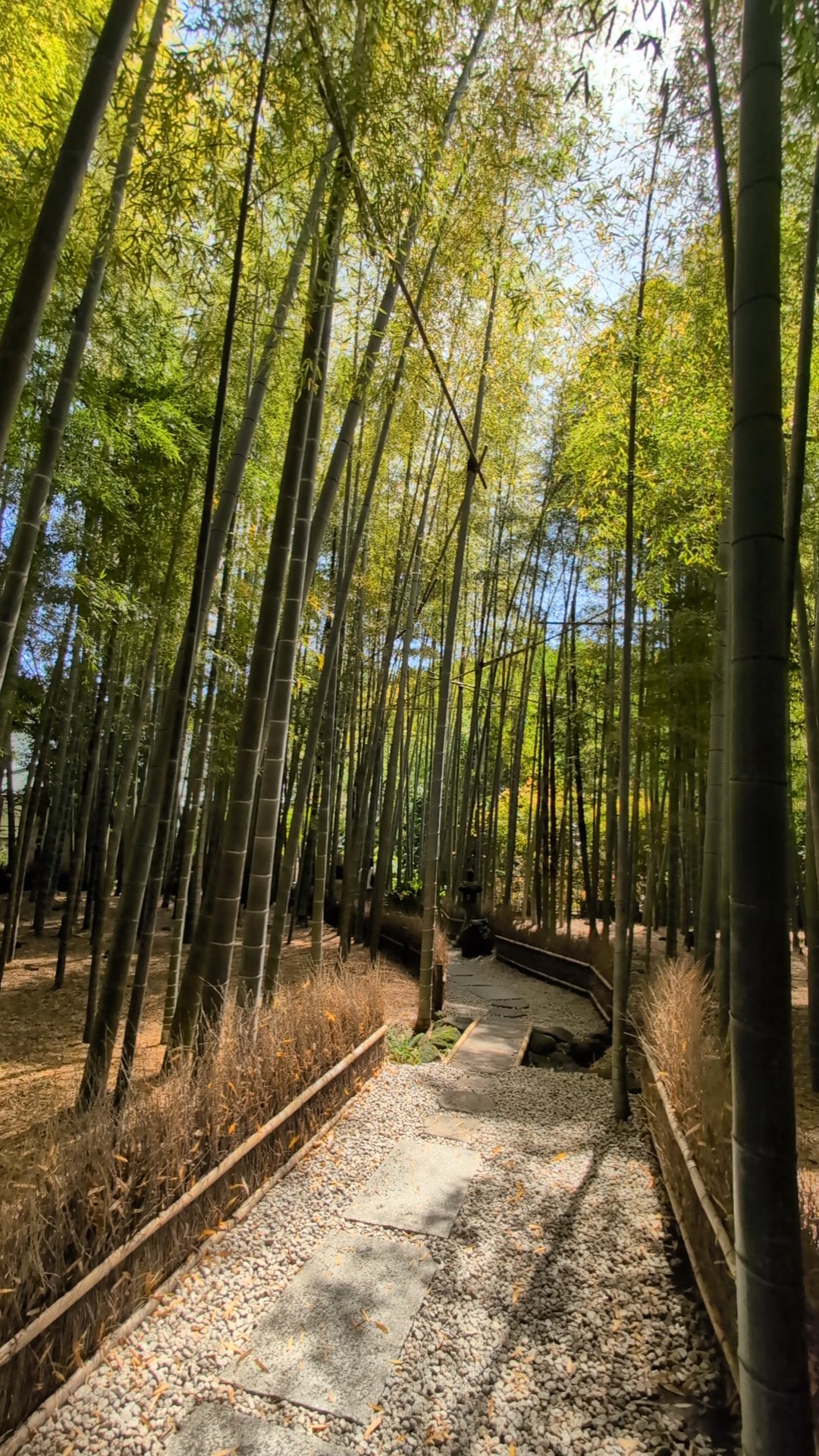 A gravel path winding through tall, densely packed bamboo stalks